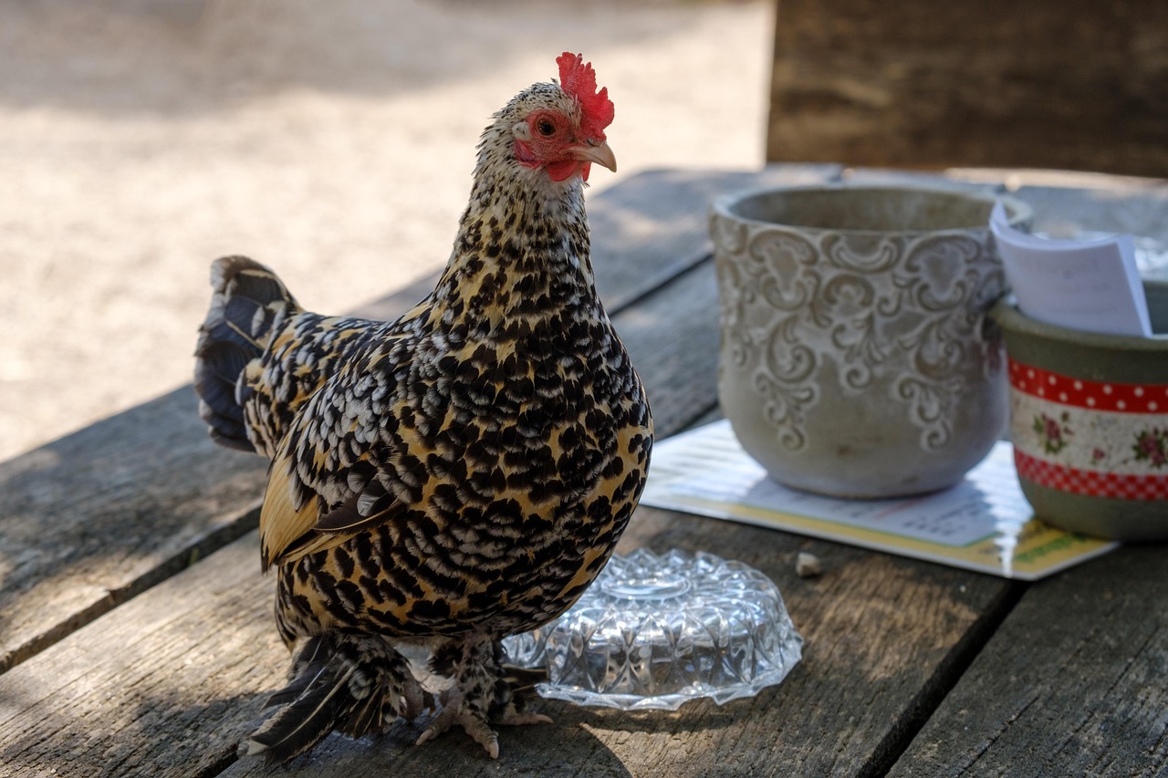 From Farm to Table: How Kosher Chicken Is Raised and Prepared